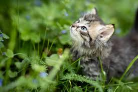 What Are The Benefits Of Neutering Male Cats Cat Castration Vets Now Cats are susceptible to skin infections, parasites, allergies, and many other conditions commonly seen in people. neutering male cats cat castration