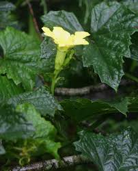 Image result for Peponium