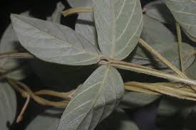 Image result for Teramnus uncinatus