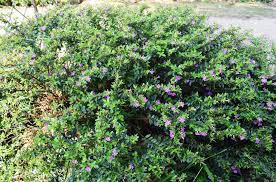 Image result for Cuphea hyssopifolia