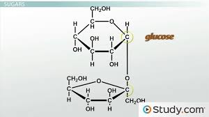 Maybe you would like to learn more about one of these? What Is The Monomer That Makes Up A Carbohydrate Polymer Study Com