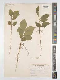 Image result for Pyrenacantha grandiflora