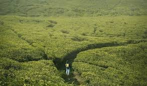 We did not find results for: Libur Lebaran Wisata Di Tempat Dingin Yuk Lihat Perkebunan Teh Nirmala Agung