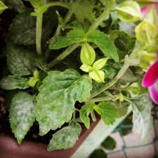 観葉植物に白い粉や綿のようなものを見つけたら要注意 コラム 緑のgoo