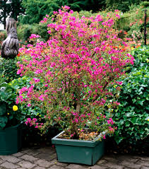 Alors, en plus des bacs à fleurs, jolis mais un peu légers pour un aspect totalement vert, osez les arbustes en. Bougainvillier Planter Et Tailler Ooreka
