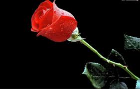 Bunga mawar merupakan jenis tanaman semak dari genus rosa yang umumnya berduri atau tanaman memanjang dengan tinggi mencapai 2 sampai 5 meter. Jadilah Bunga Mawar Berduri Yang Herie Bachtiar Rifai Facebook