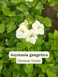 Image result for Asystasia