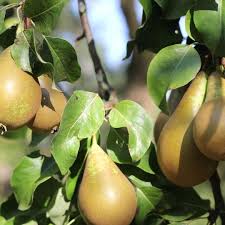Er saß oft auf dieser grob gezimmerten bank. Herr Von Ribbeck Auf Ribbeck Im Havelland Ein Birnbaum In Seinem Garten Stand Und Kam Die Goldene Herbsteszeit Und Die Birnen Leu Birne Birnenkuchen Pflanzen