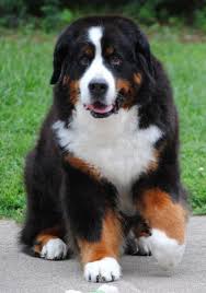 With Similar Coloring To The Saint Bernard The Bernesemountain Dog Is The Only Variety Of Swiss Mountai Mountain Dog Breeds Bernese Mountain Dog Bernese Dog