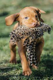 Our 6 Weeks Old Puppy Of Hungarian Vizsla Is Retrieving Pheasant S Wing Vizsla Puppies Weimaraner Puppies Vizsla