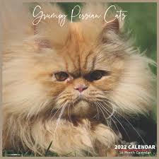 Grumpy Persian Cats Calendar 2022 Official Persian Cats Breed Calendar 2022 16 Month Calendar 2022 2022 Persian Cats Calendar 9798527146356 Books