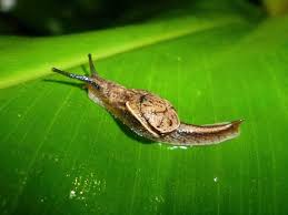 Image result for Eriolaena rulkensii