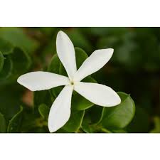 Image result for Carissa praetermissa