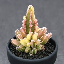The cactus gets its fun name from its curved branches which look like the turrets of a castle. 5cm Succulent Cactus Live Plant Cactaceae Cereus Cv Fairy Castle Hybrid Rare Pot 785197375482 Ebay