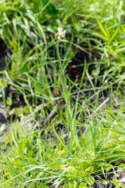 Image result for Nothoscordum borbonicum