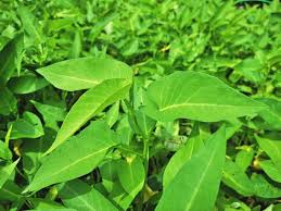 Image result for Ipomoea aquatica