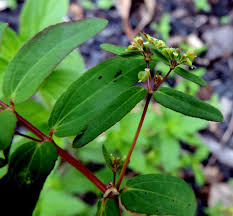 Image result for Euphorbia hyssopifolia