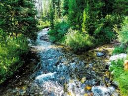 Beautiful Trees And Sights To Seelet Me Know If I Should Post More Animals As Beautiful Trees And Sights Mountain Photography Beautiful Tree River Photography