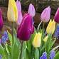 Bulb Lasagne: Layer Up for a Spring Surprise event image