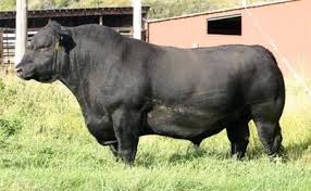 Black Angus Calves For Sale Near Me Black Angus Ein Qualitatsfleisch Mit Regionaler Verbundenheit Dieses Fleisch Stammt Von Rindern Die Ihren Ursprung In De Bull Cow Cattle Ranching Farm Cow
