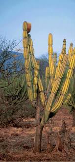 Compared to many other plants and flowers, this may seem. Field Observations On Backebergia And Other Cacti From Balsas Basin Mexico