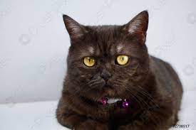 Fofa Negro Fumar British Shorthair Gato Sentado Em Um Fundo Foto De Estoque Crushpixel