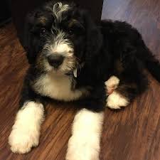 We did not find results for: Doug The Bernese Mountain Dog Poodle Mix Dogperday Cute Puppy Pictures Dog Photos Cute Videos Holistic Pet Care
