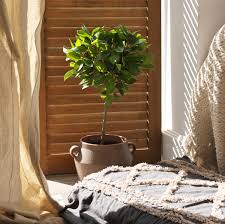 Image result for Ficus demeusei