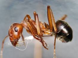 Image result for Centema subfusca