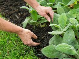 Weeding is the primary reason i grow most vegetables in rows because it helps me to spot what is a weed and what is a seedling i want to keep. How To Keep Weeds Out Of Your Garden Hgtv