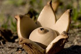 Image result for Geastrum triplex