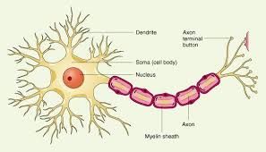 We did not find results for: Why Don T Brain Cells Undergo Mitosis Science Abc