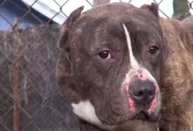 pin on animal cruelty