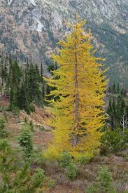 A deciduous tree sheds its leaves at the end of the growing season. Larch Wikipedia