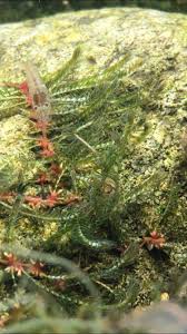 Image result for Podostemaceae