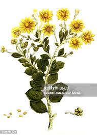 Image result for Chrysanthemoides