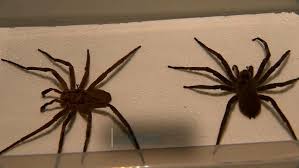 2,393 likes · 8 talking about this. Acidentes Com Aranhas Lideram Lista De Ocorrencias Envolvendo Animais Peconhentos Em Juiz De Fora Em 2019 Zona Da Mata G1