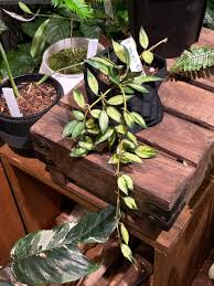 Image result for Begonia lacunosa