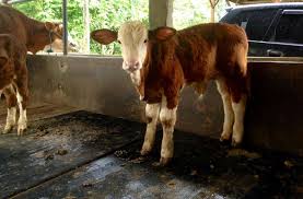 Akan tetapi, secara umum budidaya sapi limosin di indonesia masih minim. Jangan Salah Jual Sapi Potong Dan Bibit Sapi Potong Facebook