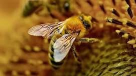 Honeybee (Re-)Wilding Walk with Apis Arborea