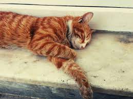 uyuyan sokak kedisi cat kedi myphotos kedi seyahat sokak