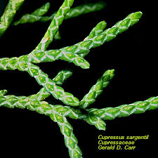 Image result for Cupressaceae