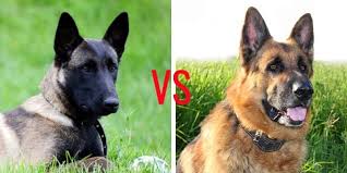 One of the reasons belgian malinois are favored over german shepherd dogs for many military operations is that malinois are better skydivers. Belgian Malinois Vs German Shepherd My Dog S Name