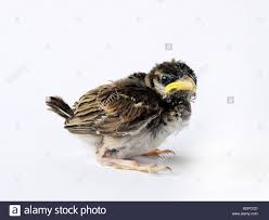 A Small Nestling A Baby Sparrow A Few Weeks Old Stock Photo