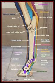 Flexor digitorum superficialis (fds) tendons. 34 Tendon Injuries Sk Equestrian