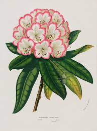Rhododendron From Vintage Azalea Rhododendron Prints Pretty Flowers Pictures Botanical Prints Free Flower Pictures
