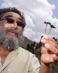 Maestro Laurencio es un gran maestro y especialmente una gran persona.  Maestro Laurencio Nuñez, is a revered Curandero from Oaxaca, Mexico. The  southern Mexican state of Oaxaca, is a state rich in