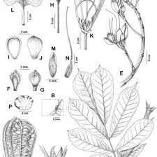 Image result for Gilbertiodendron dewevrei