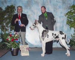 Check spelling or type a new query. Great Dane Champions Harlequin Mantle Merle Mantle And Black Danes