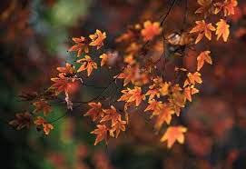 Image result for Pittosporum fulvotomentosum